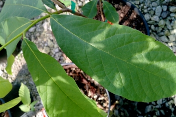 Asimina triloba Taylor