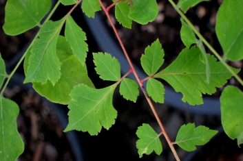 Koelreuteria paniculata Coral Sun