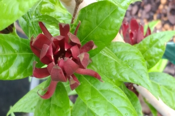 Calycanthus floridus Michael Lindsay