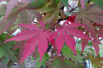 Acer palmatum Crimson Prince