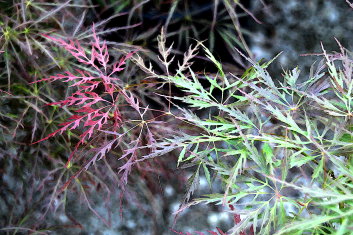 Acer palmatum Laura's Love