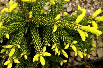 Picea orientalis Skylands