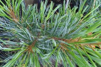 Pinus koraiensis Silveray