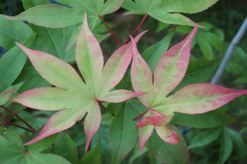 Acer palmatum Emperor Of Japan