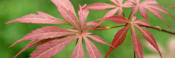 Acer palmatum Suminagashi