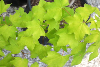 Acer fulvescens / longipes Gold Coin