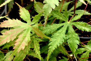 Acer palmatum Blonde Beauty