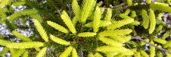 z Conifer Picea orientalis Barnes