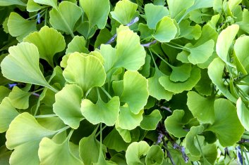 Ginkgo biloba Jade Butterflies