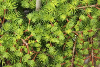 Larix kaempferi Peve Tunnis