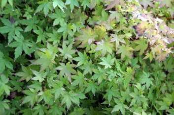 Acer palmatum Chiba (see Kashima)