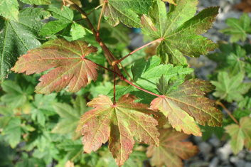 Acer circinatum Del's Dwarf