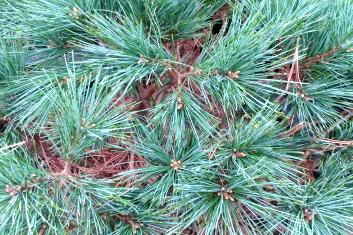 Pinus strobus Blue Shag