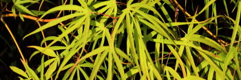 Acer palmatum Aoyagi gawa