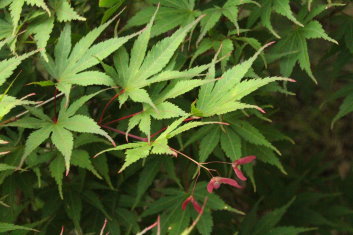 Acer palmatum Nicholsonii