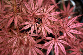 Acer palmatum Mikazuki