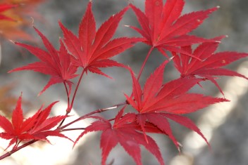 Acer palmatum Azuma murasaki