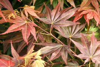 Acer palmatum Yezo nishiki
