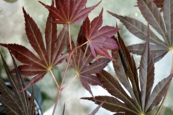 Acer palmatum Beni gaza