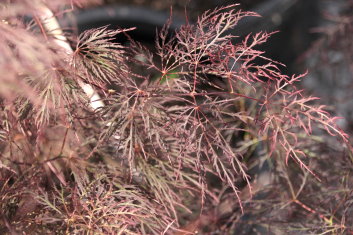 Acer palmatum Red Filigree Lace