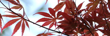 Acer palmatum Inazuma