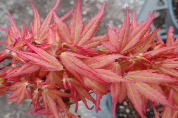 Acer palmatum Mystic mikawa