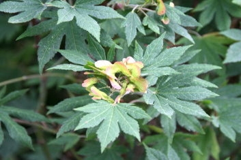 Acer shirasawanum Ogurayama