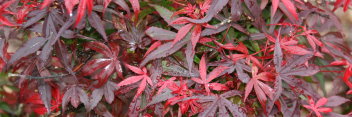 Acer palmatum Royle