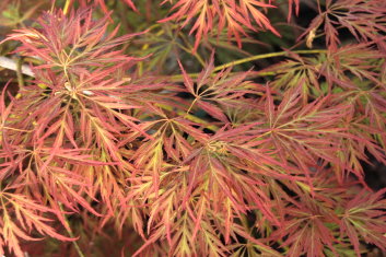 Acer japonicum Irish Lace