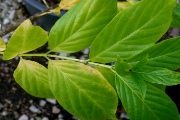 Cephalanthus occidentalis Sputnik