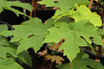 Acer macrophyllum Seattle Sentinel 