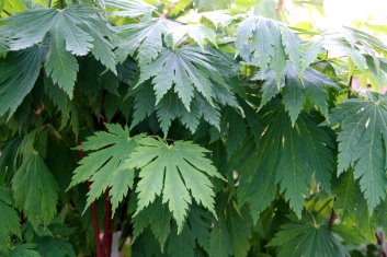 Acer japonicum Yama kagi