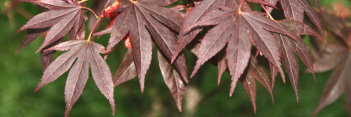 Acer palmatum Wetumpka red