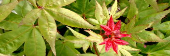 Acer palmatum Otaha