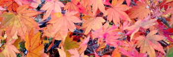 Acer shirasawanum Garden Glory