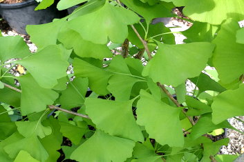 Ginkgo biloba Ding-a-ling