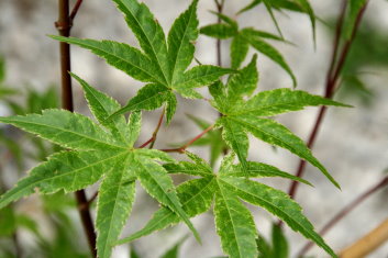 Acer palmatum Beni tsukasa