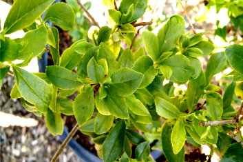 Enkianthus campanulatus Howito