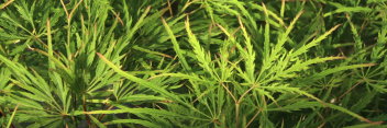 Acer palmatum Green Hornet