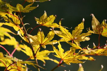 Acer palmatum Ghost Dancer