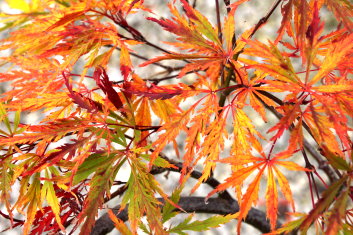 Acer palmatum Lemon Chiffon