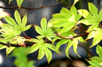 Acer palmatum Kokyo
