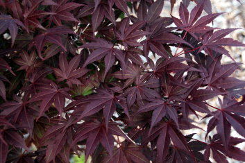 Acer palmatum EP