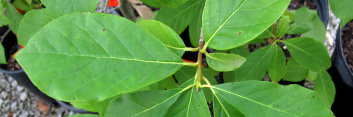 z Nyssa sylvatica Red Vein (Tupelo)