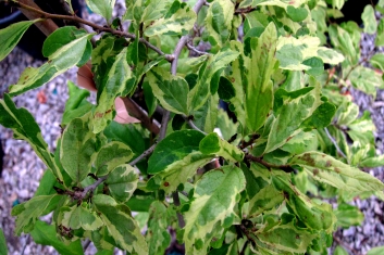 Parrotia persica Persian Lace