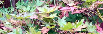 Acer palmatum Beni musume