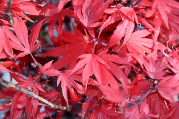 Acer palmatum Kandy Kitchen