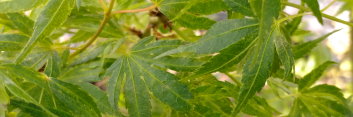 Acer palmatum Ibo juhi