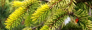 z Conifer Picea abies Gold Drift