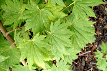 Acer sieboldianum Seki no kegon